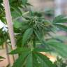 семена конопли Спб Sour Mango feminised семена конопли Спб Sour Mango feminised