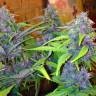 купить семена конопли Auto LSD feminised купить семена конопли Auto LSD feminised