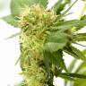 Orange Light feminised Seedmakers Seeds Orange Light feminised Seedmakers Seeds