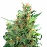 Orange Light feminised Seedmakers Seeds Orange Light feminised Seedmakers Seeds