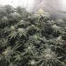 хорошие семена конопли Bad Azz Kush feminised Barneys Farm хорошие семена конопли Bad Azz Kush feminised Barneys Farm