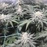 конопля семена сорта заказать Bad Azz Kush feminised Barneys Farm конопля семена сорта заказать Bad Azz Kush feminised Barneys Farm