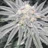 семена индийской конопли Bad Azz Kush feminised Barneys Farm семена индийской конопли Bad Azz Kush feminised Barneys Farm