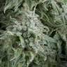 семена конопли в интернете Auto Anubis feminised Pyramid Seeds семена конопли в интернете Auto Anubis feminised Pyramid Seeds
