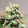 семена конопли аутдор Auto Anubis feminised Pyramid Seeds семена конопли аутдор Auto Anubis feminised Pyramid Seeds