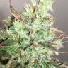 семена конопли гидропоники Auto Anubis feminised Pyramid Seeds семена конопли гидропоники Auto Anubis feminised Pyramid Seeds