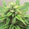 семена конопли дешево Auto Anubis feminised Pyramid Seeds семена конопли дешево Auto Anubis feminised Pyramid Seeds