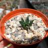 Купить недорогие семена кактуса Ariocarpus fissuratus var. hintonii
