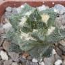 Купить семки кактуса Ariocarpus fissuratus var. hintonii