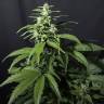 семена сортовой конопли Amnesia Gold feminised семена сортовой конопли Amnesia Gold feminised