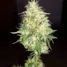 качественные семена конопли Amnesia Gold feminised качественные семена конопли Amnesia Gold feminised