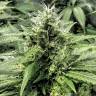 семена конопли f1 в оригинальной упаковке Amnesia Gold feminised семена конопли f1 в оригинальной упаковке Amnesia Gold feminised