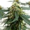 семена конопли наложенным платежом Tangerine feminised семена конопли наложенным платежом Tangerine feminised