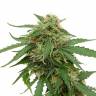 хорошие семена конопли Tangerine feminised хорошие семена конопли Tangerine feminised