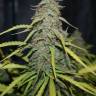 семена конопли для посадки купить Tangerine feminised семена конопли для посадки купить Tangerine feminised