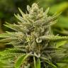 семена конопли для выращивания Tangerine feminised семена конопли для выращивания Tangerine feminised