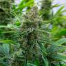 семена конопли марихуаны Tangerine feminised семена конопли марихуаны Tangerine feminised