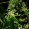Silver Jack feminised Seedmakers Seeds Silver Jack feminised Seedmakers Seeds