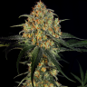 Sweet Tooth regular Ganja Seeds Sweet Tooth regular Ganja Seeds