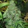 семена конопли Москва Orange Hill Special regular Dutch Passion Seeds семена конопли Москва Orange Hill Special regular Dutch Passion Seeds