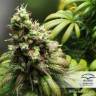 семена конопли для посадки купить Orange Hill Special regular Dutch Passion Seeds семена конопли для посадки купить Orange Hill Special regular Dutch Passion Seeds