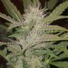 мощные семена конопли Auto Blue Pyramid feminised Pyramid Seeds мощные семена конопли Auto Blue Pyramid feminised Pyramid Seeds