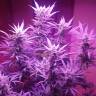 семена конопли автоцвет Auto Blue Pyramid feminised Pyramid Seeds семена конопли автоцвет Auto Blue Pyramid feminised Pyramid Seeds