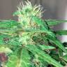 Купить семена Mohan Ram feminised Ganja Seeds