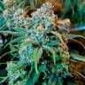 семена культурной конопли купить Chronic feminised семена культурной конопли купить Chronic feminised