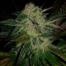 семена конопли для посадки купить Chronic feminised семена конопли для посадки купить Chronic feminised