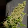 семена конопли Россия Chronic feminised семена конопли Россия Chronic feminised