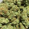 семена конопли для выращивания Chronic feminised семена конопли для выращивания Chronic feminised