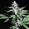 семена конопли для курения Chronic feminised семена конопли для курения Chronic feminised