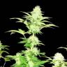 Widow feminised Seedmakers Seeds Widow feminised Seedmakers Seeds