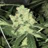 семена конопли интернет магазин Top Afghani regular Ganja Seeds семена конопли интернет магазин Top Afghani regular Ganja Seeds