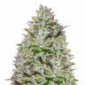 семена конопли Спб Blue Gelato 41 feminised Barneys Farm семена конопли Спб Blue Gelato 41 feminised Barneys Farm