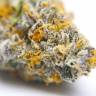 семена конопли индика Blue Gelato 41 feminised Barneys Farm семена конопли индика Blue Gelato 41 feminised Barneys Farm