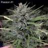 семена конопли аутдор Passion #1 regular Dutch Passion Seeds семена конопли аутдор Passion #1 regular Dutch Passion Seeds