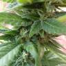 автоцветущие семена конопли Auto Fresh Candy feminised Pyramid Seeds автоцветущие семена конопли Auto Fresh Candy feminised Pyramid Seeds