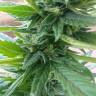 семена сортовой конопли Auto Fresh Candy feminised Pyramid Seeds семена сортовой конопли Auto Fresh Candy feminised Pyramid Seeds