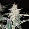 семена конопли недорого Auto Diesel feminised Royal Queen семена конопли недорого Auto Diesel feminised Royal Queen