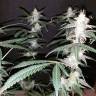 заказ семян конопли Спб Auto Diesel feminised Royal Queen заказ семян конопли Спб Auto Diesel feminised Royal Queen