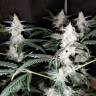 заказ семян конопли Москва Auto Diesel feminised Royal Queen заказ семян конопли Москва Auto Diesel feminised Royal Queen