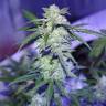 семена конопли Auto AK 47 feminised семена конопли Auto AK 47 feminised
