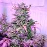семена культурной конопли купить Auto AK 47 feminised семена культурной конопли купить Auto AK 47 feminised