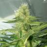 семена конопли гидропоники Auto AK 47 feminised семена конопли гидропоники Auto AK 47 feminised