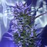 семена конопли с доставкой Auto AK 47 feminised семена конопли с доставкой Auto AK 47 feminised
