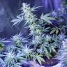 автоцветущие семена конопли Auto AK 47 feminised автоцветущие семена конопли Auto AK 47 feminised
