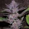 Auto Purple Sunset feminised Ganja Seeds Auto Purple Sunset feminised Ganja Seeds