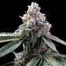 семена конопли для курения Florida Lemons feminised DNA Genetics семена конопли для курения Florida Lemons feminised DNA Genetics